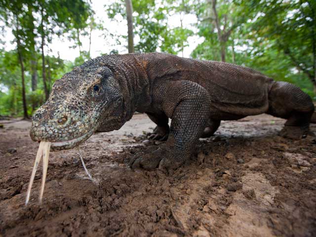 giganci z komodo