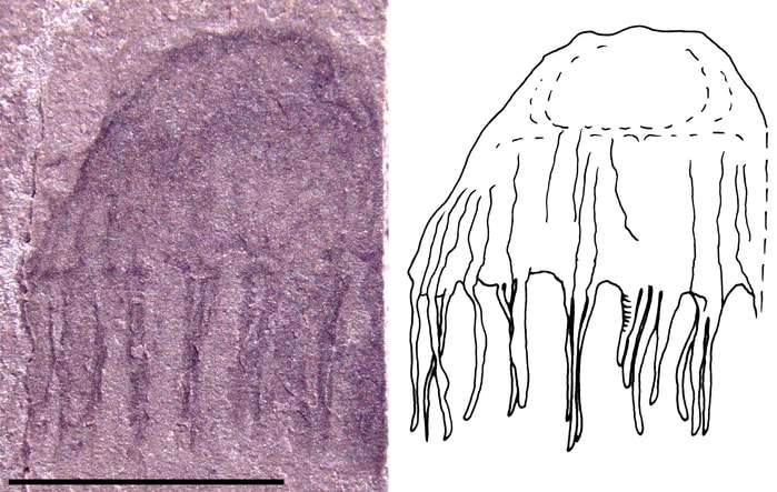 Meduza